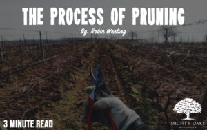 <b>The Process of Pruning</b>